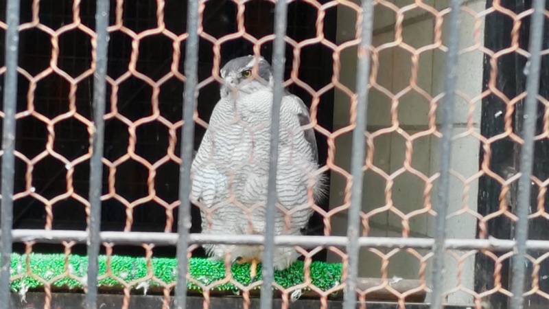 オオタカ 川崎市幸区夢見ヶ崎公園