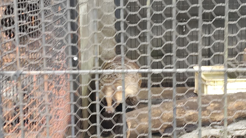 アナグマ 川崎市幸区夢見ヶ崎公園