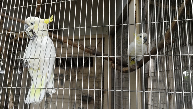 コバタン 川崎市幸区夢見ヶ崎公園