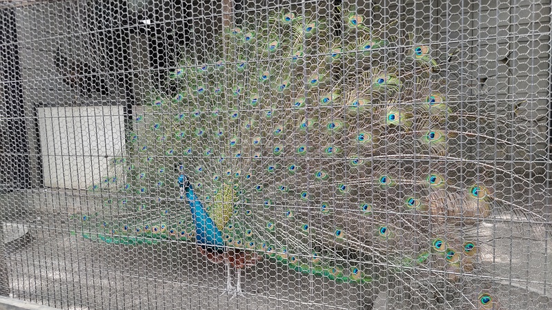 インドクジャク 川崎市幸区夢見ヶ崎公園