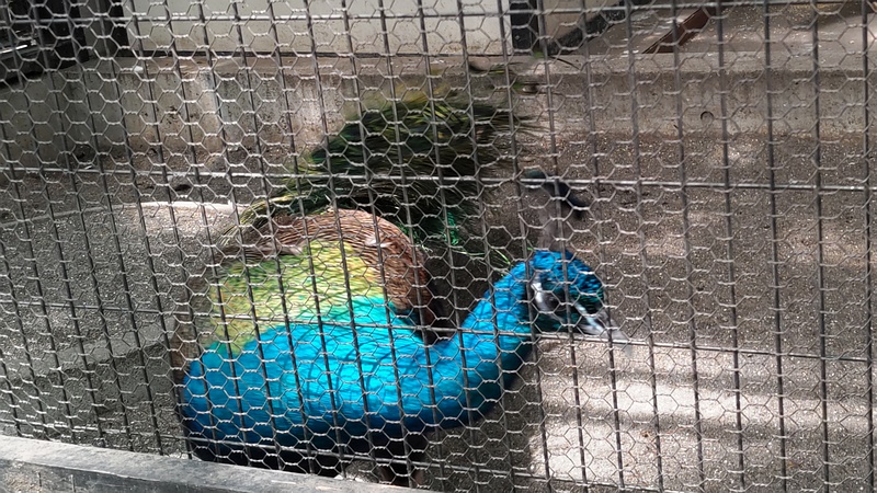 インドクジャク 川崎市幸区夢見ヶ崎公園