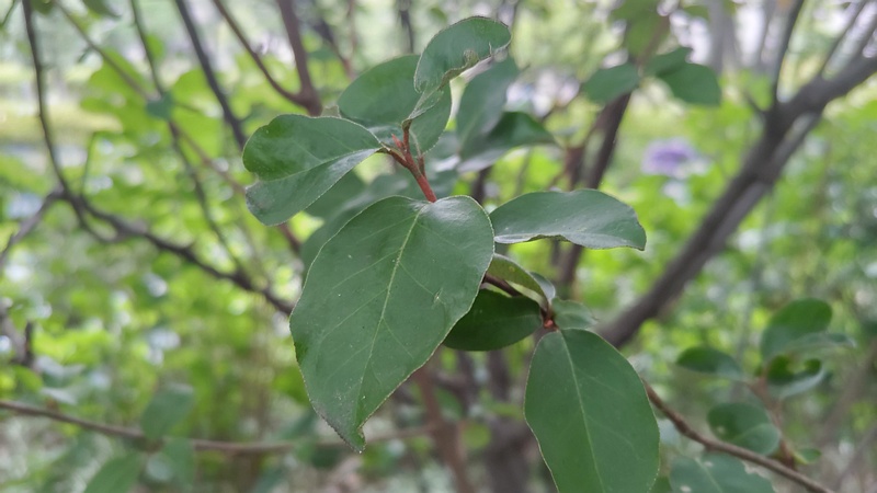 カリンの葉 川崎市幸区さいわいふるさと公園