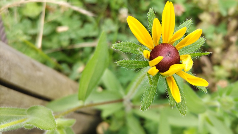 アラゲハンゴンソウの花 川崎市幸区さいわいふるさと公園