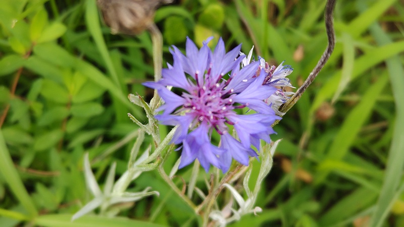 ヤグルマギクの花 川崎市幸区さいわいふるさと公園