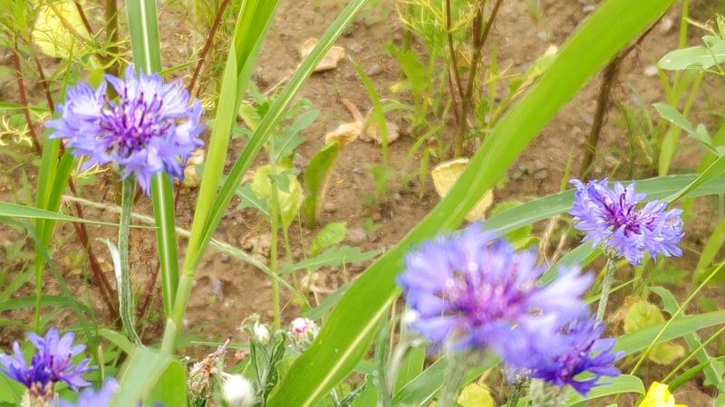 ヤグルマギクの花 川崎市幸区さいわいふるさと公園