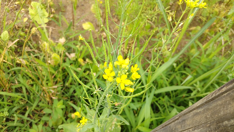 アブラナの花 川崎市幸区さいわいふるさと公園