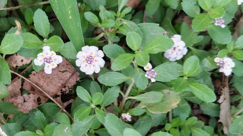ヒメイワダレソウの花 川崎市幸区さいわいふるさと公園