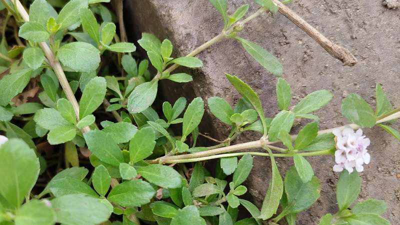 ヒメイワダレソウの花 川崎市幸区さいわいふるさと公園