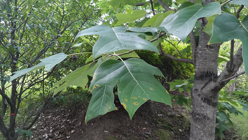 ユリノキ 川崎市幸区創造のもり