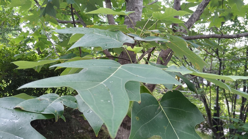 ユリノキ 川崎市幸区創造のもり