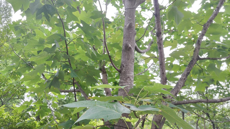 ユリノキ 川崎市幸区創造のもり