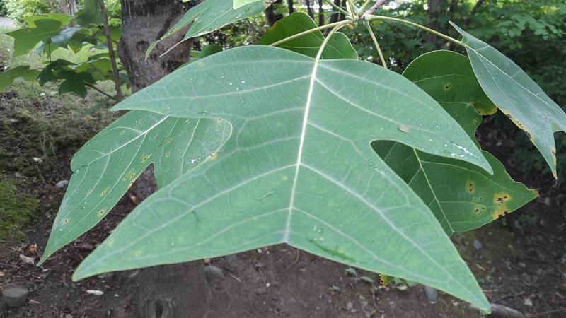 ユリノキ 川崎市幸区創造のもり