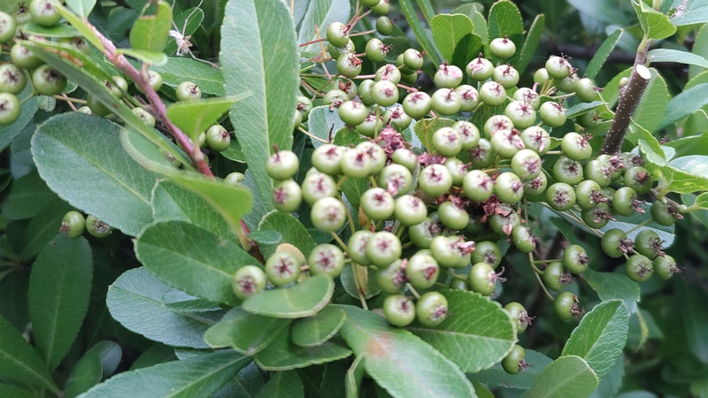 カザンデマリの若い果実 川崎市幸区創造のもり