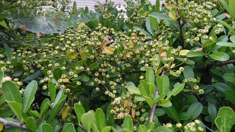 カザンデマリの若い果実 川崎市幸区創造のもり