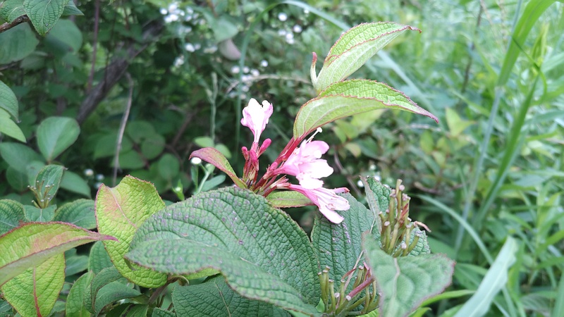 オオベニウツギの花 川崎市幸区さいわいふるさと公園