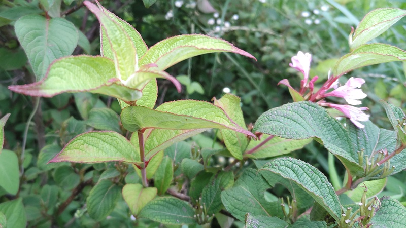 オオベニウツギの花 川崎市幸区さいわいふるさと公園