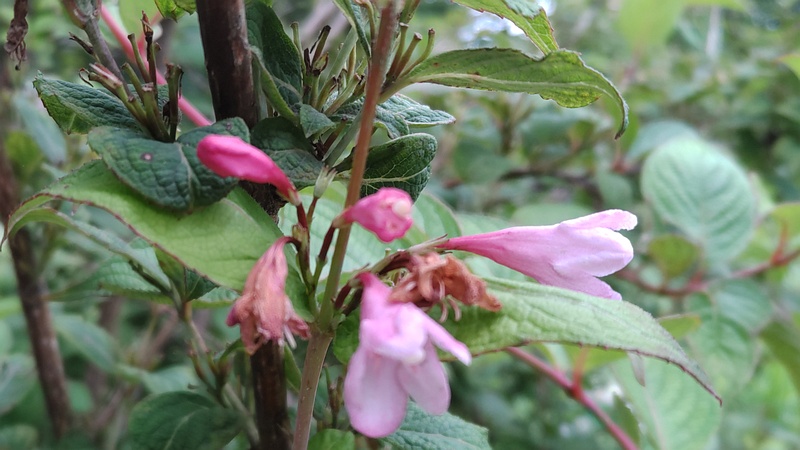 オオベニウツギの花 川崎市幸区さいわいふるさと公園