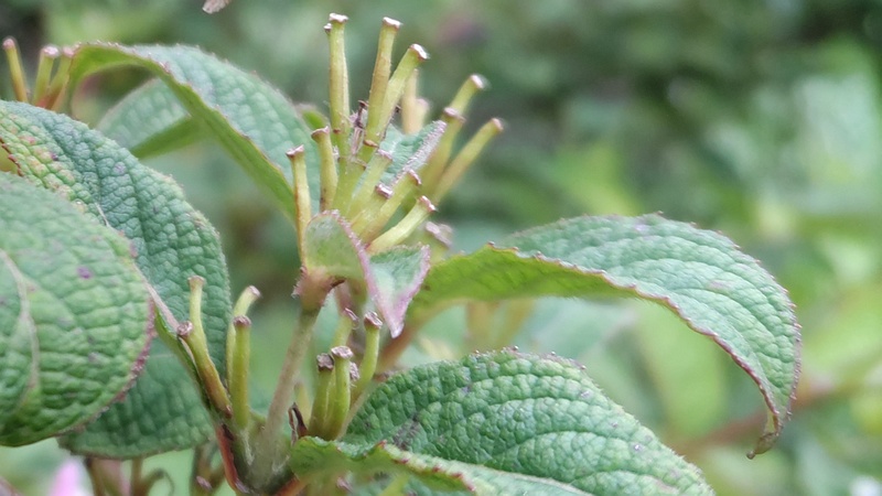 オオベニウツギの果実 川崎市幸区さいわいふるさと公園