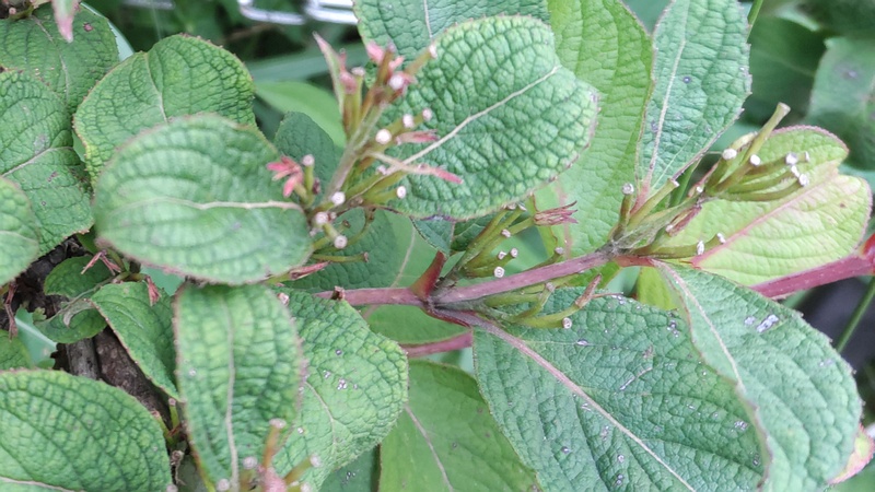 オオベニウツギの果実 川崎市幸区さいわいふるさと公園