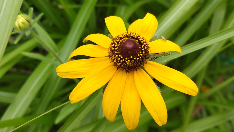 アラゲハンゴンソウの花と蕾 川崎市幸区さいわいふるさと公園