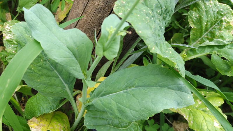 アブラナ 川崎市幸区さいわいふるさと公園