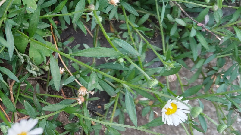 ペラペラヨメナの花 川崎市幸区さいわいふるさと公園