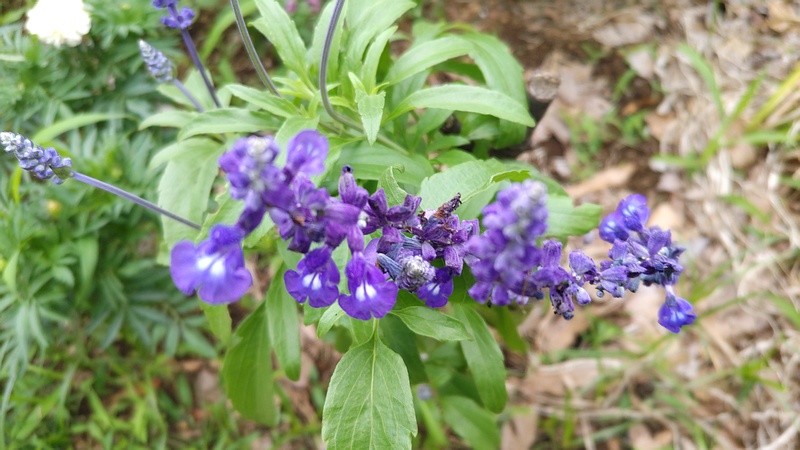 ケショウサルビアの花 川崎市幸区さいわいふるさと公園