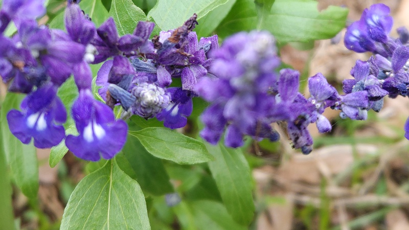 ケショウサルビアの花 川崎市幸区さいわいふるさと公園