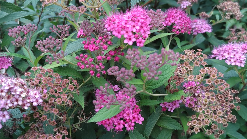 シモツケの蕾と花と果実 川崎市幸区さいわいふるさと公園