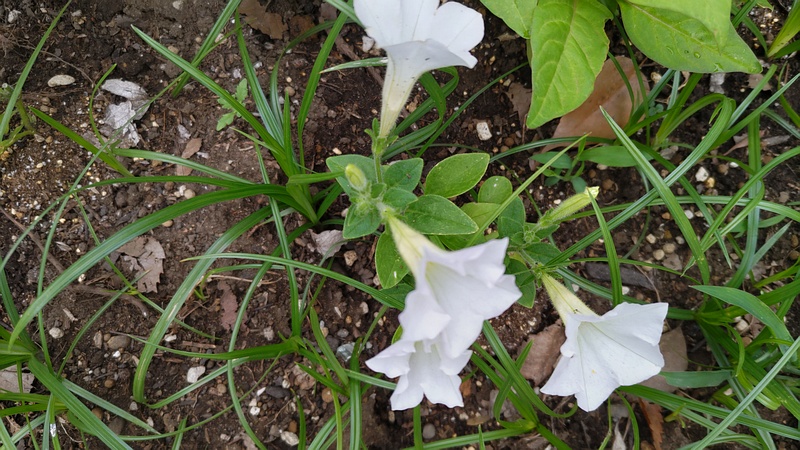 ツクバネアサガオの花 川崎市幸区さいわいふるさと公園