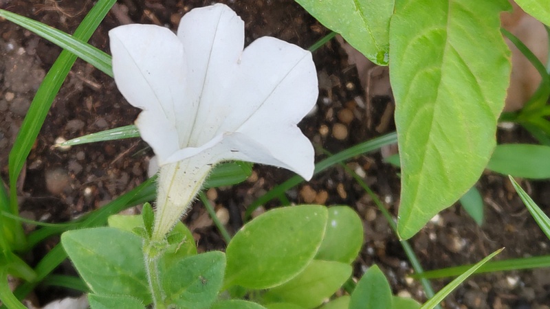 ツクバネアサガオの花 川崎市幸区さいわいふるさと公園