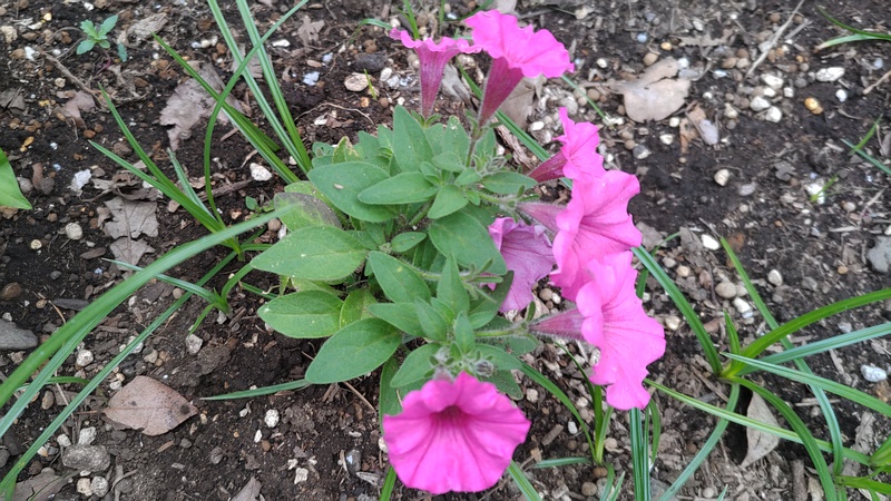ツクバネアサガオの花 川崎市幸区さいわいふるさと公園
