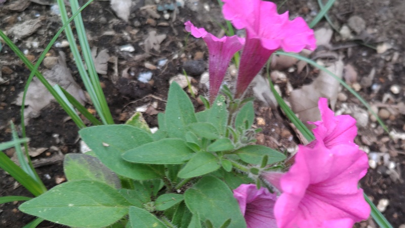 ツクバネアサガオの花 川崎市幸区さいわいふるさと公園