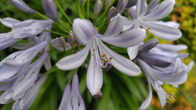 ムラサキクンシランの花 川崎市幸区さいわいふるさと公園