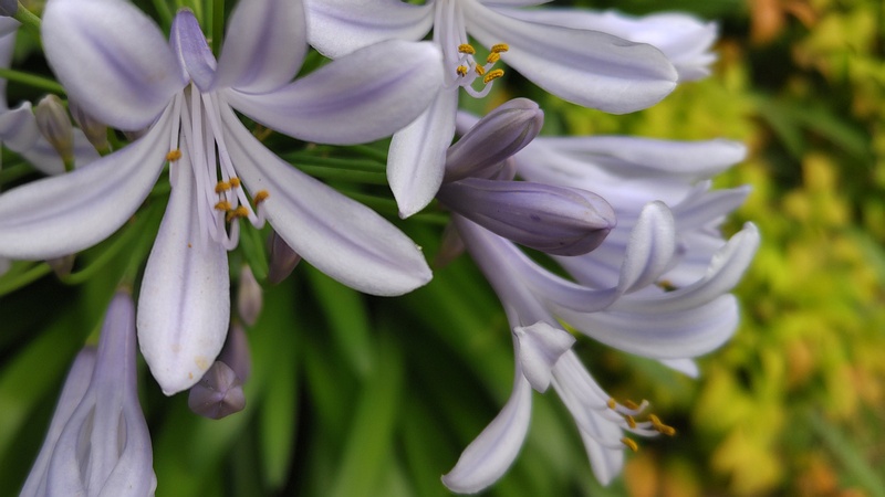ムラサキクンシランの花 川崎市幸区さいわいふるさと公園