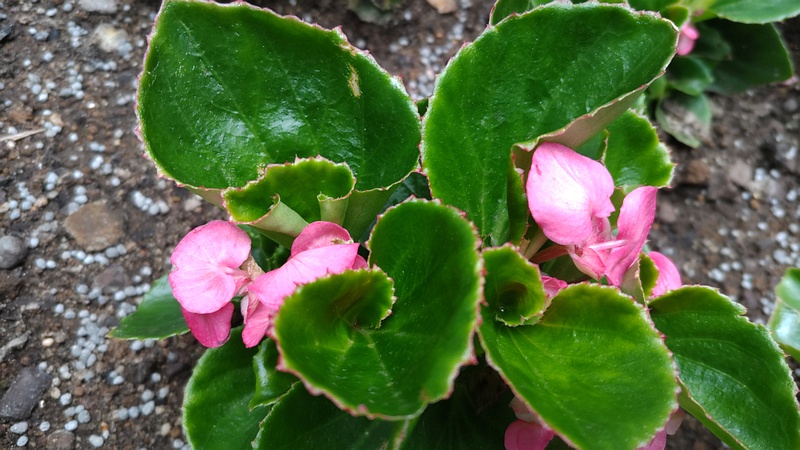 ベゴニアの花 川崎市幸区