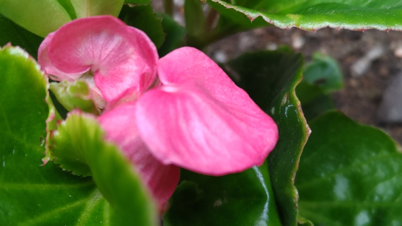 ベゴニアの花 川崎市幸区