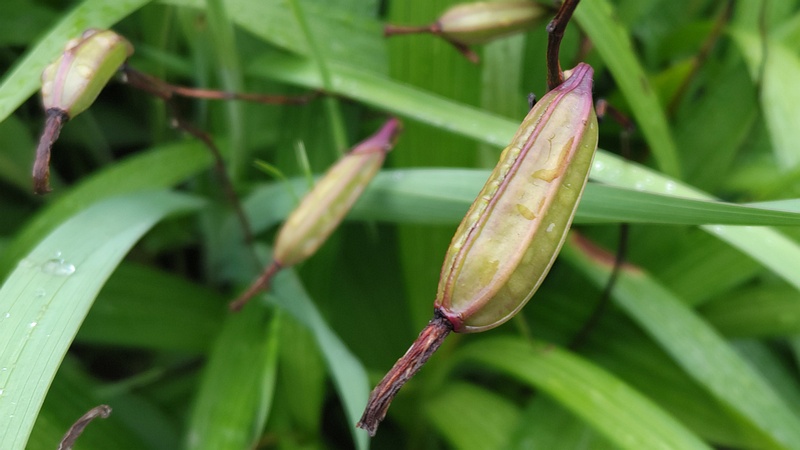 シランの蒴果 川崎市幸区さいわいふるさと公園