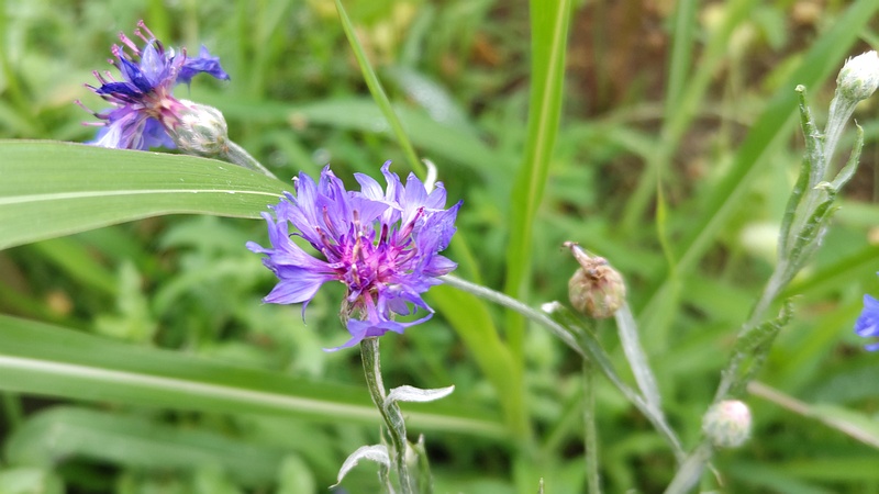 ヤグルマギクの花 川崎市幸区さいわいふるさと公園