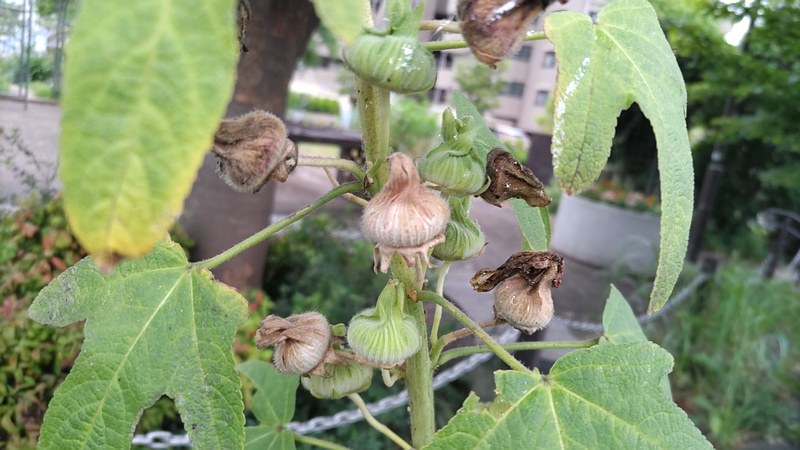タチアオイの果実 川崎市幸区さいわいふるさと公園