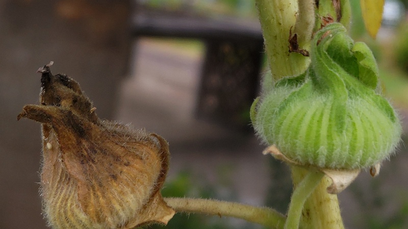 タチアオイの果実 川崎市幸区さいわいふるさと公園