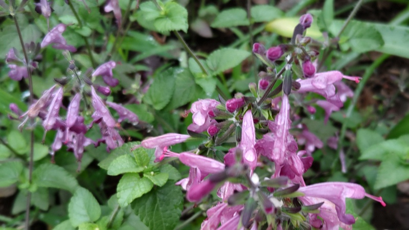 アキギリの花 川崎市幸区さいわいふるさと公園