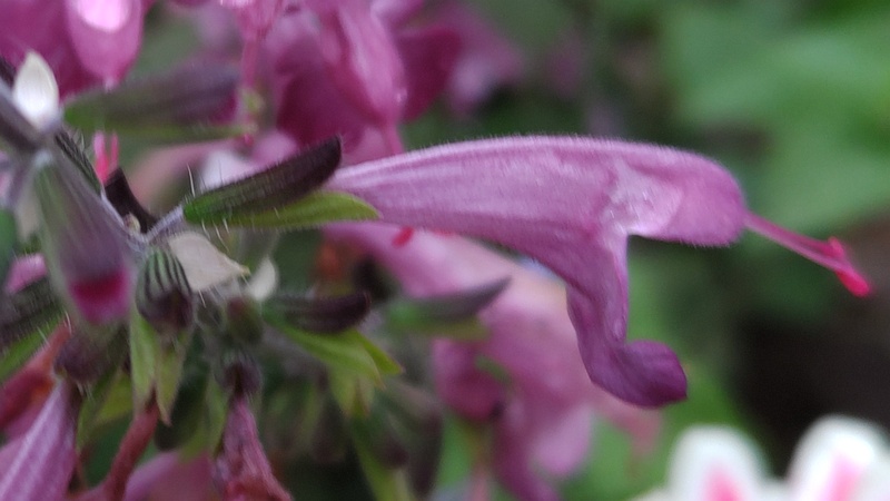 アキギリの花 川崎市幸区さいわいふるさと公園