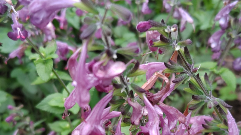 アキギリの花 川崎市幸区さいわいふるさと公園