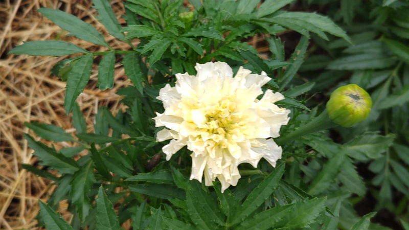 マリーゴールドの花 川崎市幸区さいわいふるさと公園