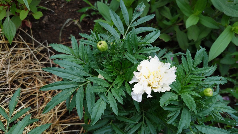 マリーゴールドの花 川崎市幸区さいわいふるさと公園