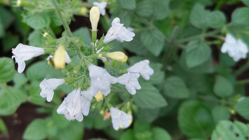 コウスイハッカの花 川崎市幸区さいわいふるさと公園