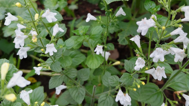 コウスイハッカの花 川崎市幸区さいわいふるさと公園