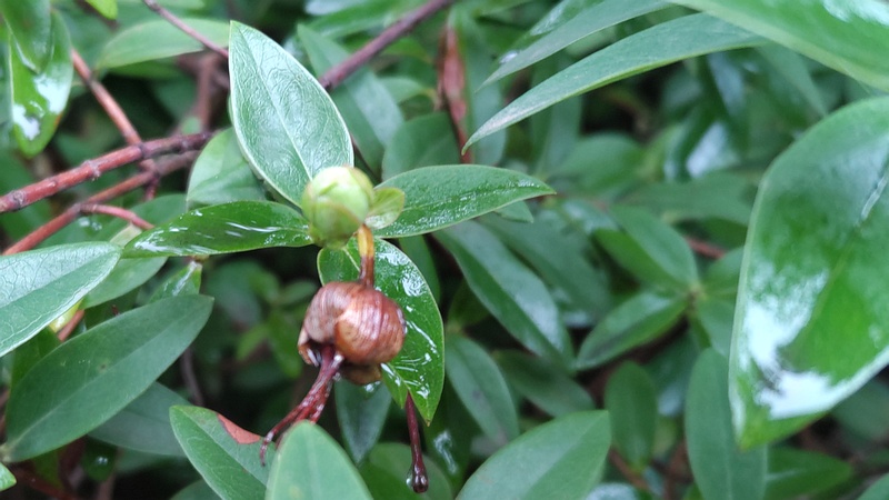 キンシバイの果実 川崎市幸区さいわいふるさと公園
