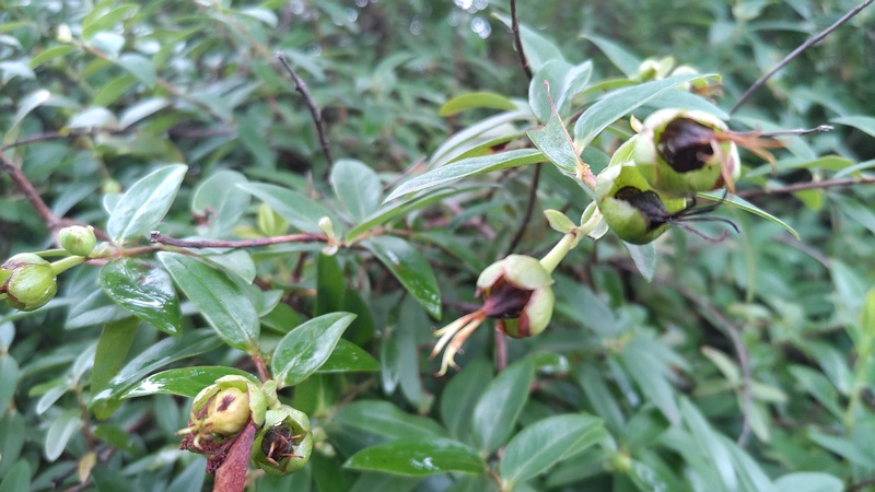 キンシバイの果実 川崎市幸区さいわいふるさと公園